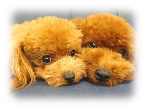 長西ブリーダーの画像