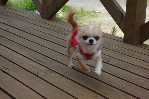 高松ブリーダーの画像