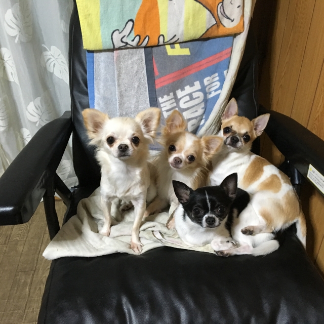 椎名ブリーダーの画像