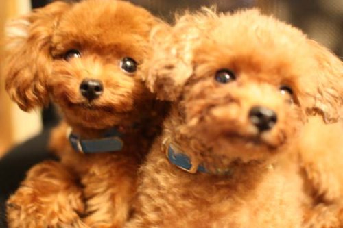 鴻巣(こうのす)ブリーダーの画像