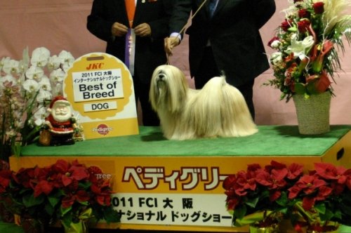桂ブリーダーの画像