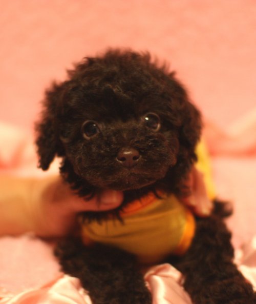 トイプードル ブリーダーズ トイプードル ブラウン 父 カナダチャンピオン 男の子 茨城県