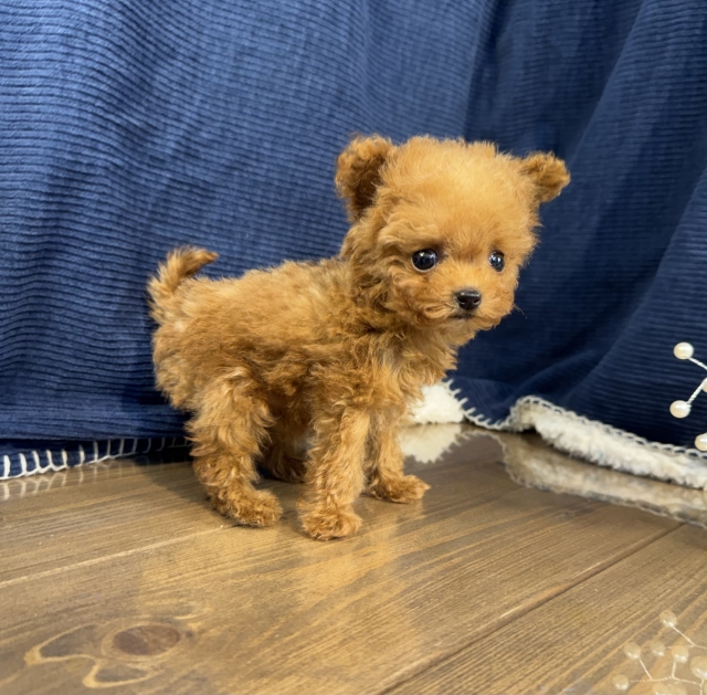 トイプードル・ブリーダーズ｜トイプードル レッド ♂（男の子